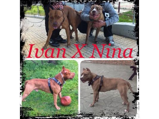 PoulaTo: koutavia pit-bull red nose