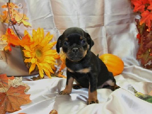 PoulaTo: home pinscher κουτάβι