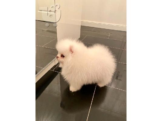 PoulaTo: Szpic Miniaturowy , Boo , Pomeranian