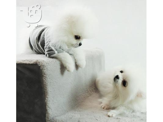 Pomeranian μικροσκοπική spitz.