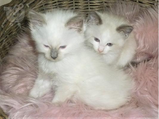 PoulaTo: γατάκια Ragdoll