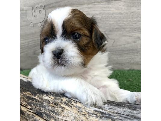 PoulaTo: Shih Tzu σκύλο