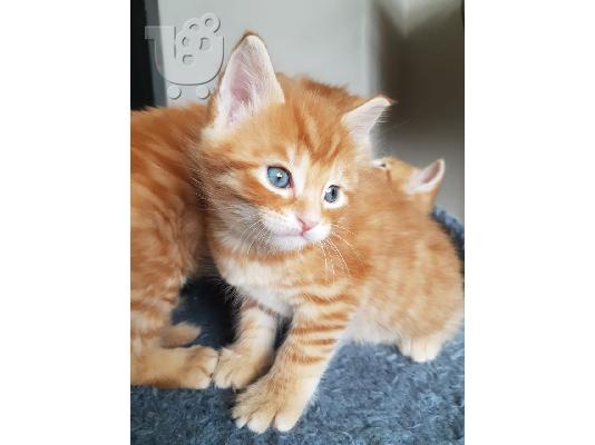 Όμορφα cross-γατάκια maincoon προς πώληση ψάχνοντας για