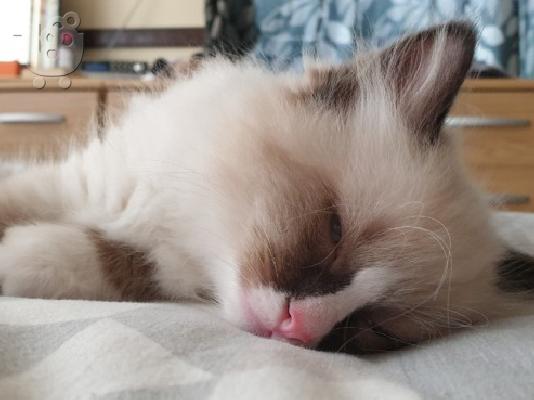 PoulaTo: Όμορφα γατάκια Ragdoll