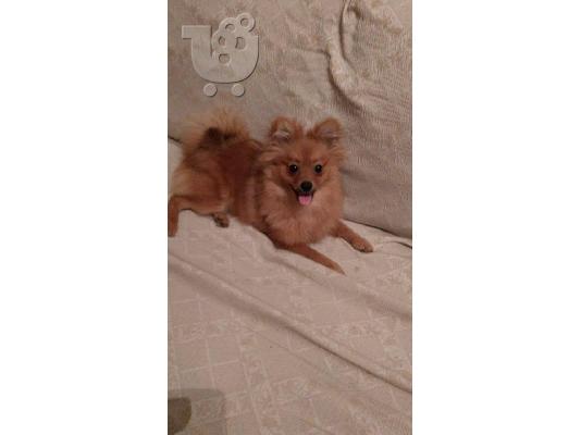 PoulaTo: ΠΩΛΕΙΤΑΙ ΘΥΛΗΚΟ POMERANIAN 250 ΕΥΡΩ