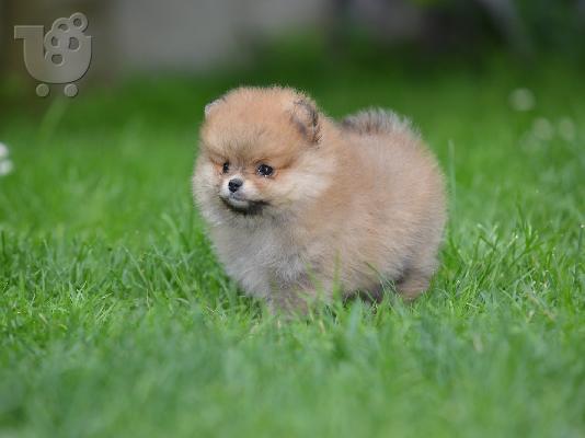 PoulaTo: Pomeranian ΟΜΟΡΦΑ κουταβάκια