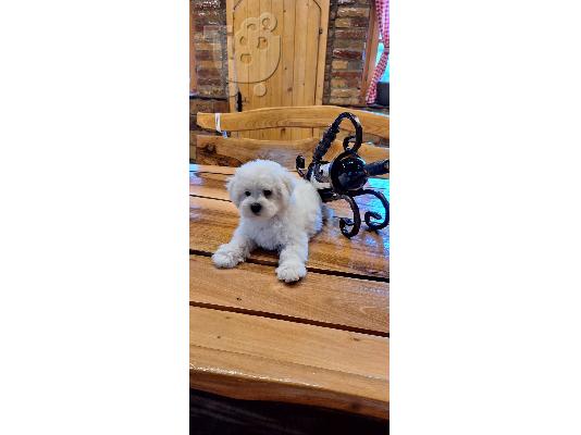 Curly Bichon κουτάβια όμορφα κουτάβια