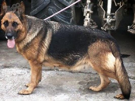 German Shepherd