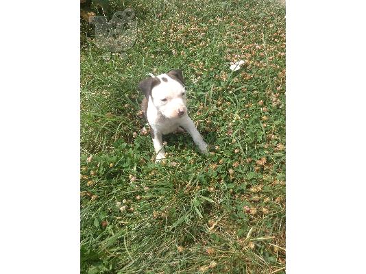 pit bull κουταβια