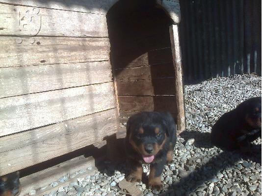 pwlountai koutavia rottweiler
