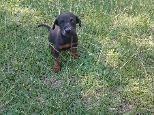 Πωλείται θηλυκό κουτάβι Doberman