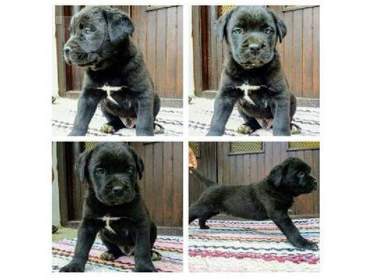 Κουτάβια Cane Corso