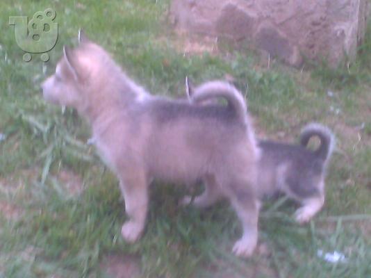 πωλουνται κουταβακια alaskas malamute