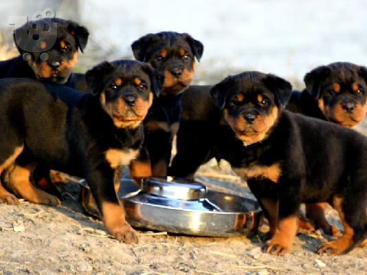 PoulaTo: ROTTWEILER