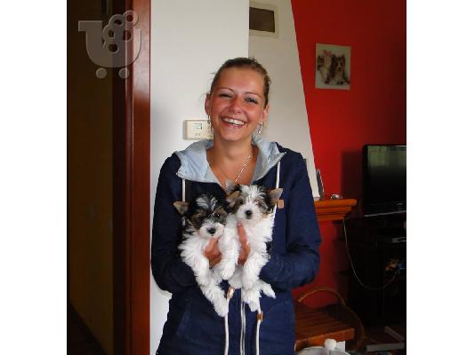 PoulaTo: Χαριτωμένο καθαρόαιμο κουτάβι biewer yorkshire terrier