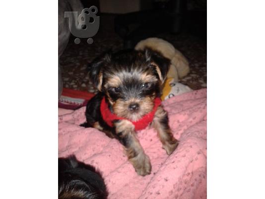 PoulaTo: yorkshire terrier