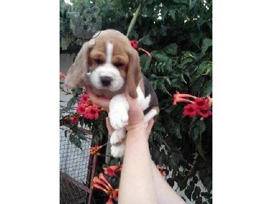 Beagle - Μπιγκλ καθαροαιμα και υιγιεστατα κουταβια στις καλυτερες τιμες 6979314054...
