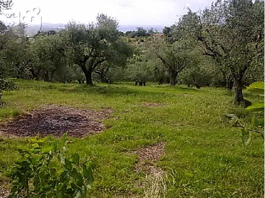 Αλισσός, πωλείται αγροτεμάχιο, 6 στρ.
