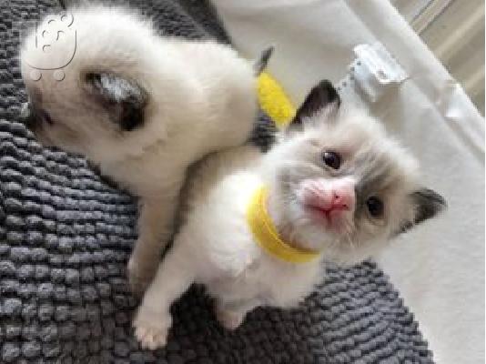 PoulaTo: Όμορφη γατάκια Ragdoll Bicolour και σφραγισμένα