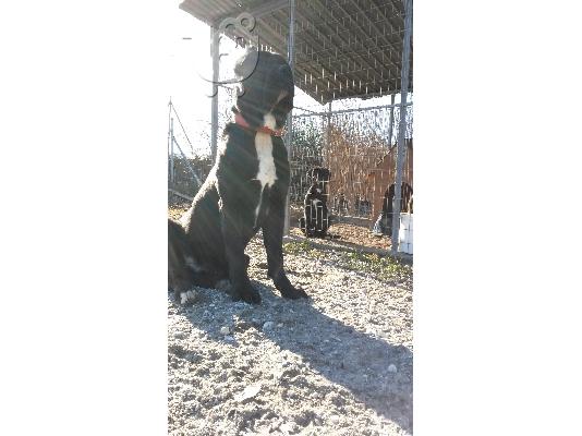 PoulaTo: κουταβι cane corso θηλυκο