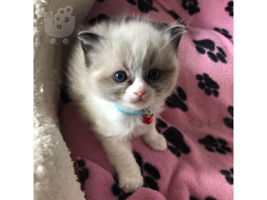PoulaTo: Υπέροχο Ragdoll Kittern.