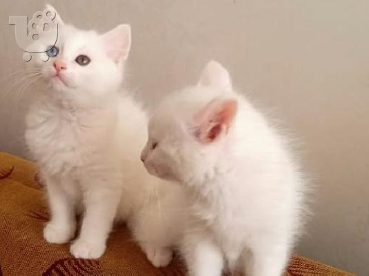 PoulaTo: American Shorthair Kittens