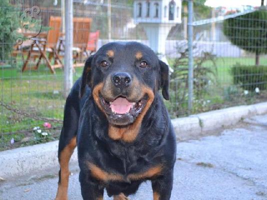 Πωλουνται 8 καθαροαιμα νεογεννητα rottweiler