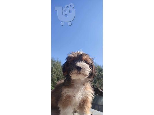 Havanese Bichon κουτάβια