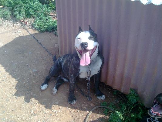 PoulaTo: pitbull terrier