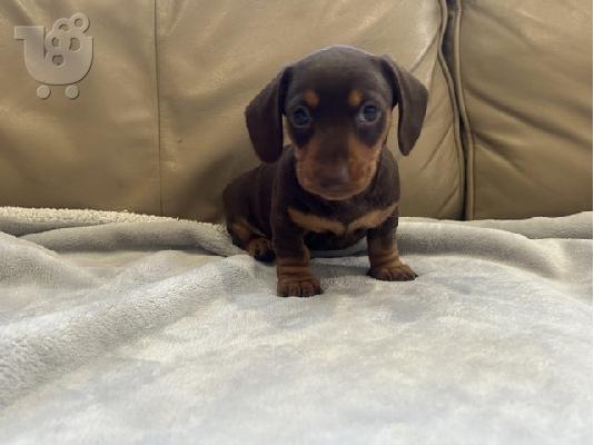 PoulaTo: Κουτάβια Dachshund με μακριά μαλλιά