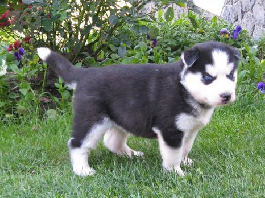 Siberian Husky-Σιβηριανός Χάσκι