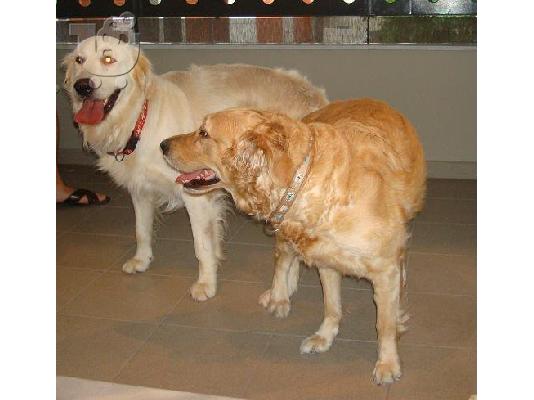 Κουτάβια Golden Retriever Χρυσός Θηραματοφόρος