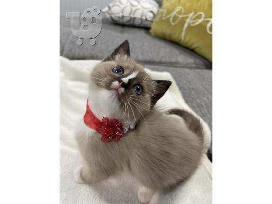 PoulaTo: Ragdoll Kittens