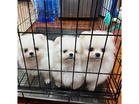 PoulaTo: Mini catelusi pomeranian gata
