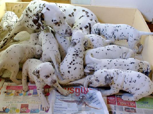 PoulaTo: Dalmatian