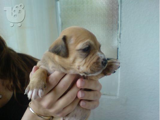 PoulaTo: American pitbull terrier 