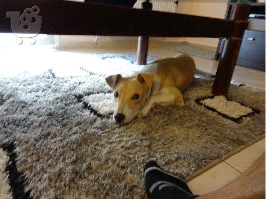 PoulaTo: pit bull-labrador