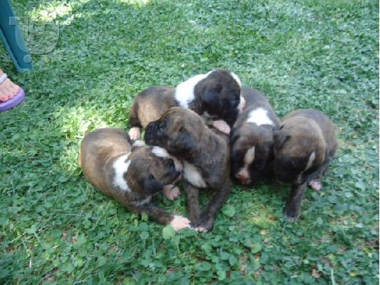 Boxer gia pwlhsh!!!