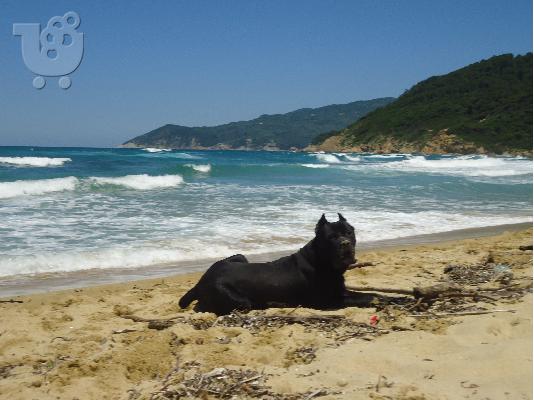 CANE CORSO