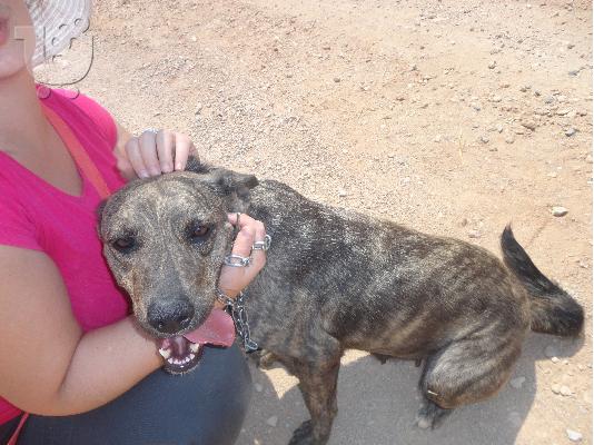 FEMALE PITBULL(MIX) IN NEED OF HOME(Αρ.Πρωτ 4247/02)