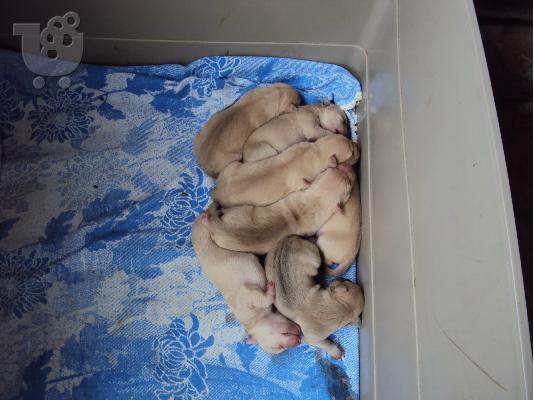 PoulaTo: pwlounte koutabia pitbull
