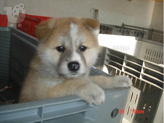 PoulaTo: AKITA INU