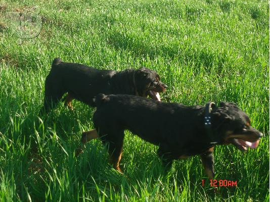 ROTTWEILER