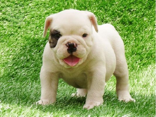 PoulaTo: English bulldog 150EURO Μπουλντόγκ