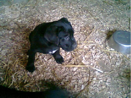 PoulaTo: cane corso