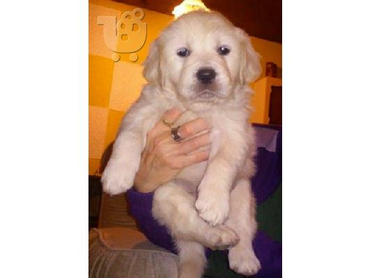 PoulaTo: GOLDEN RETRIEVER