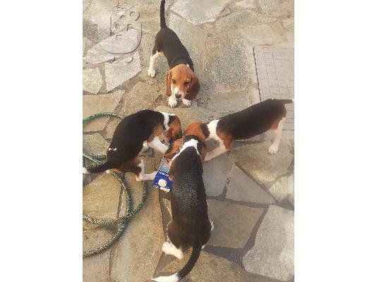 PoulaTo: Beagle