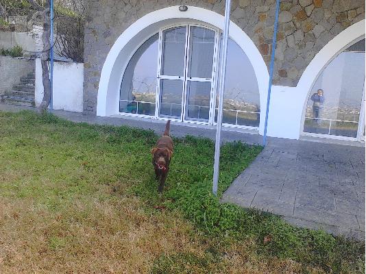 Πωλούνται καθαρόαιμα κουτάβια Labradorευκαιρία