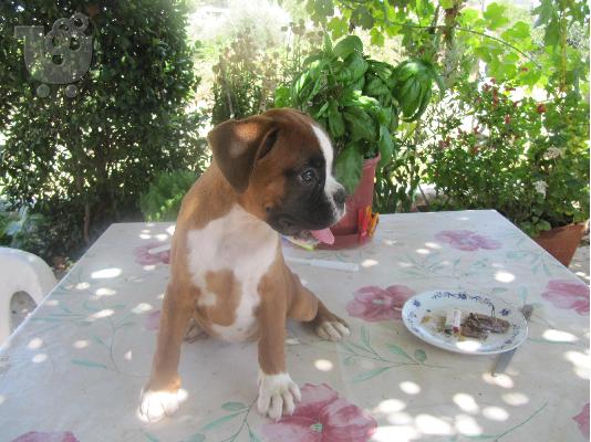 ΚΟΥΤΑΒΙΑ ΜΠΟΞΕΡ(BOXER)