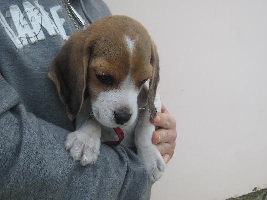 πωλειται beagle
